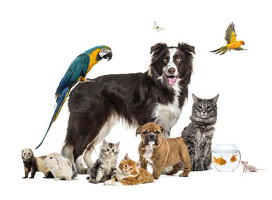 Pets