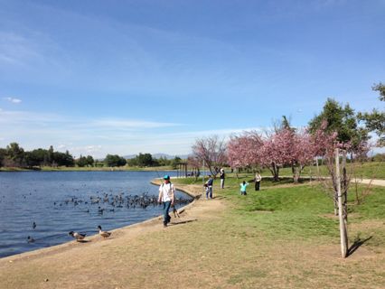 Lake Balboa Park Photo 4