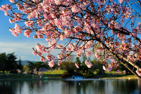 Lake Balboa Park Photo 2