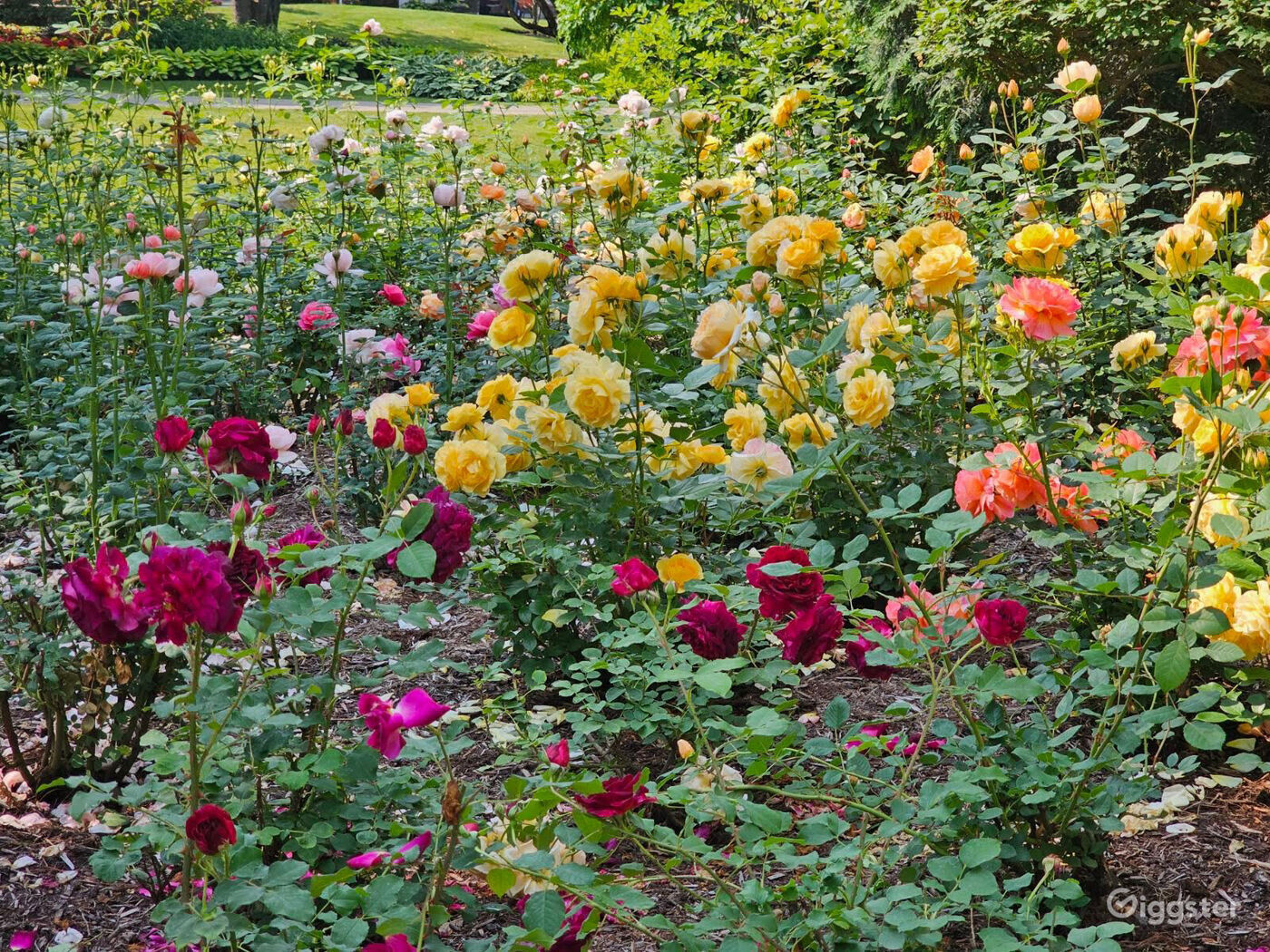その他 - Rose Garden - gallery_2.jpeg