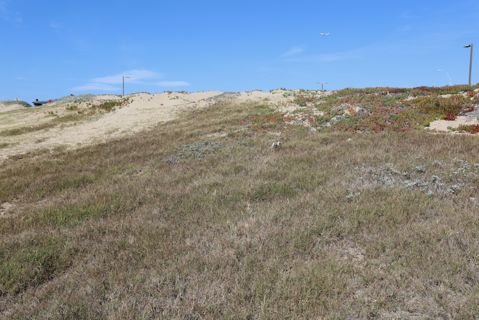Dockweiler Beach | Lifeguard Towers 59-60 Photo 118