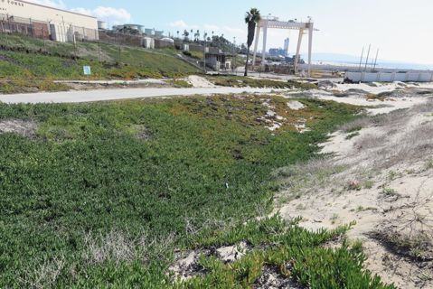 Dockweiler Beach | Lifeguard Towers 59-60 Photo 101