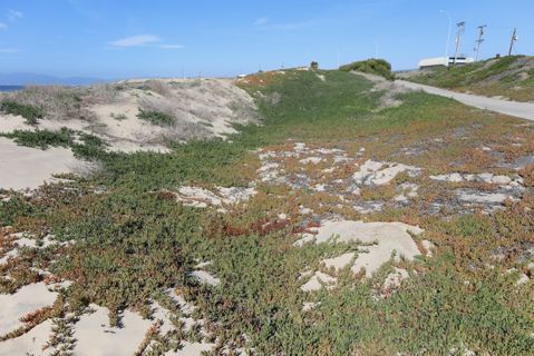 Dockweiler Beach | Lifeguard Towers 59-60 Photo 87