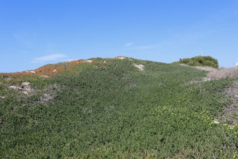 Dockweiler Beach | Lifeguard Towers 59-60 Photo 91