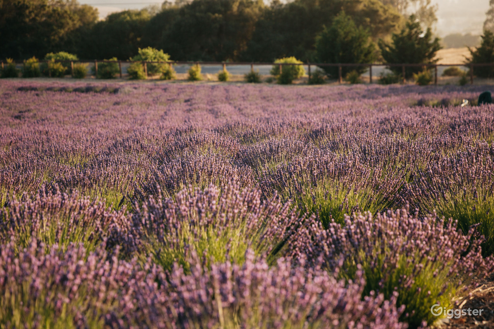 Lavender Farm on Central California Coast Rent this location on Giggster