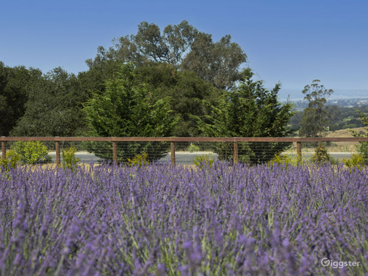 Lavender Farm on Central California Coast Rent this location on Giggster