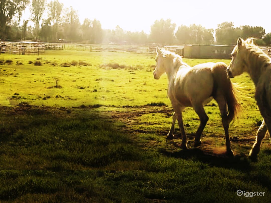  Running horses on 15 acres. Production for films and still photography located just a short distance from Los Angeles and Hollywood. 