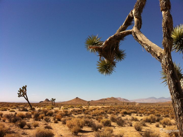 Our 700 Acre Mojave Desert location features Joshua Trees, in all shapes and sizes, throughout the location.