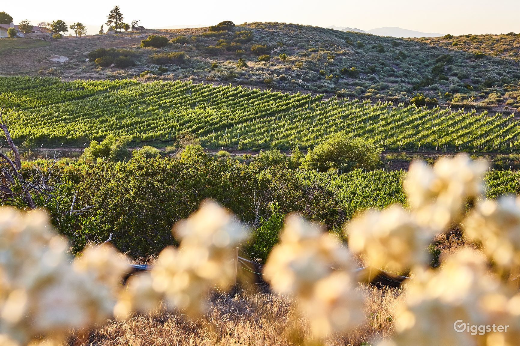 Vineyard and Winery House in Escondido Rent this location on Giggster