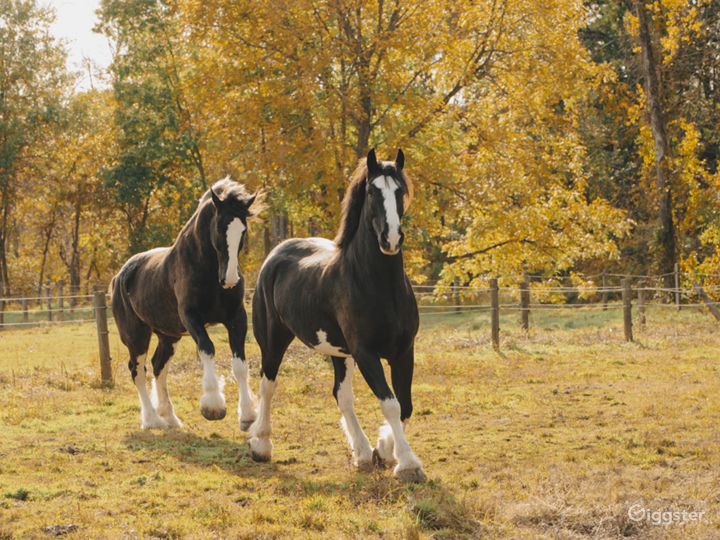 Charming Riverside Clydesdale Farm & Event Space Rent this location