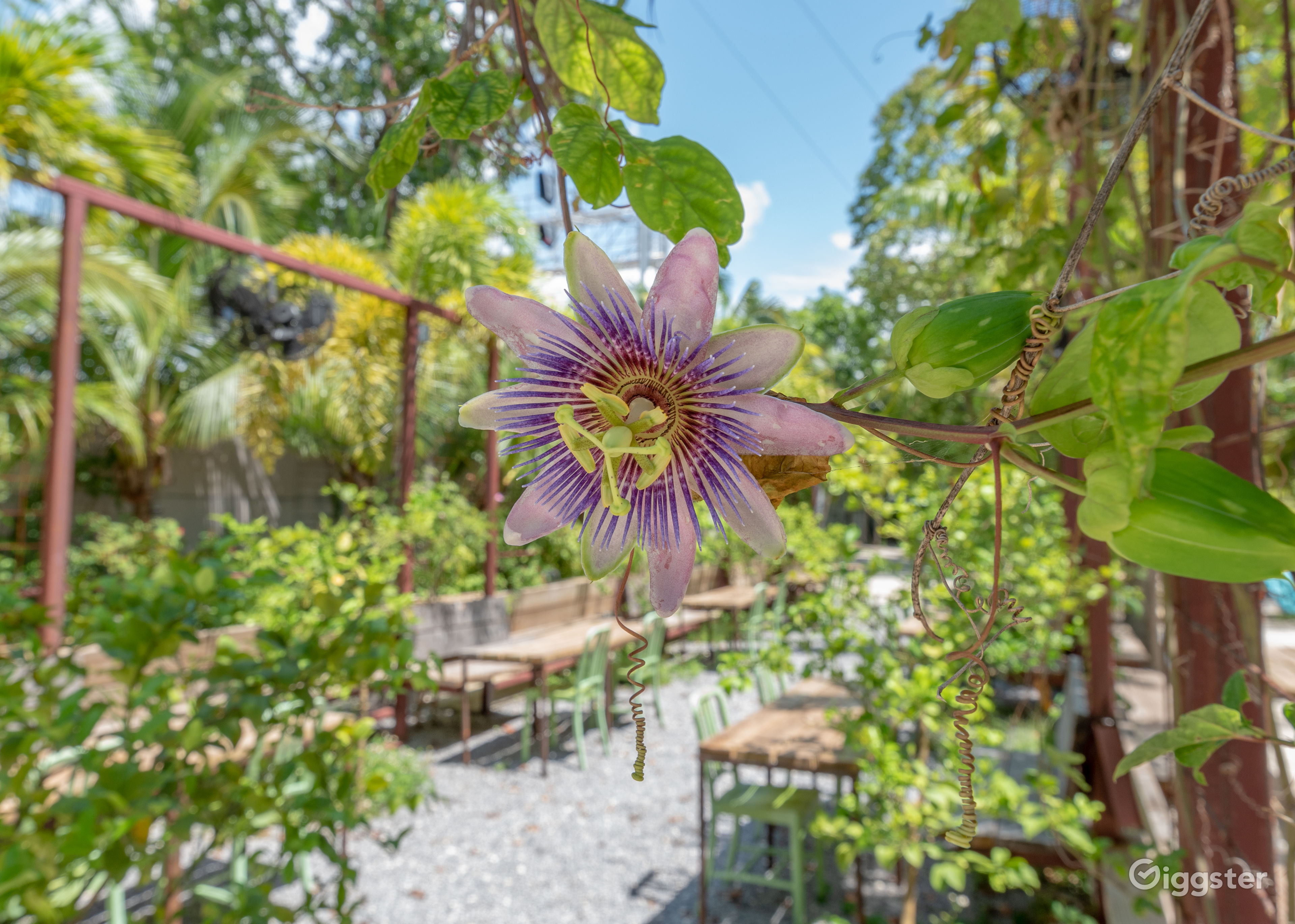 Lemon Grove at Miami Rent this location on Giggster