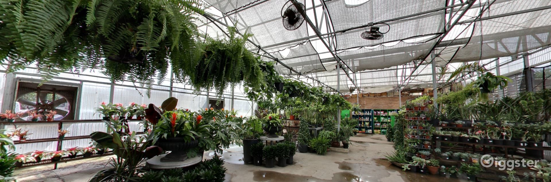 Greenhouses with selection of tropical plants Rent this location on