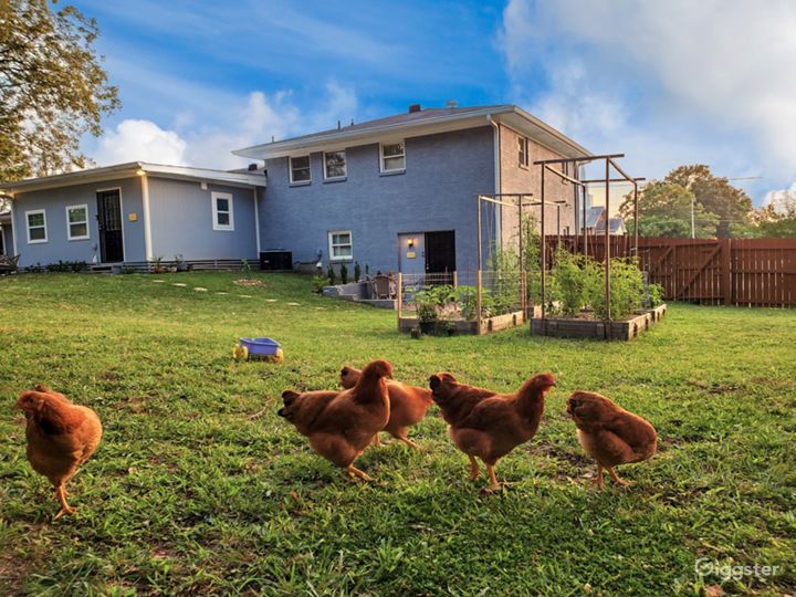 INCLUDED - Backyard: Chickens will be locked in coop at all times during production/Event unless otherwise agreed upon in advance.