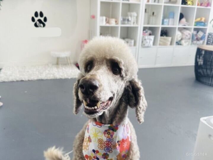 Dog Grooming Studio Spa Rent this location on Giggster