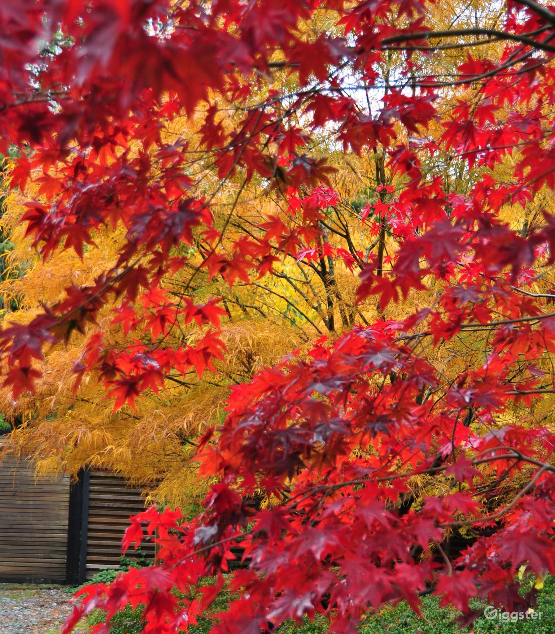 Thyme Japanese Garden And Residence Rent this location on Giggster