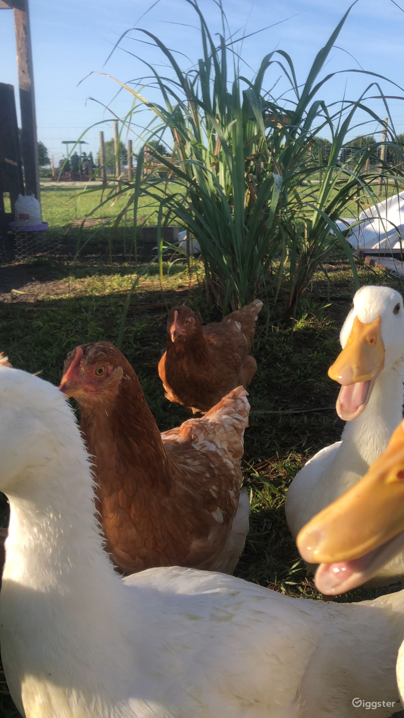 Spacious Family Ranch and Farm Animals Rent this location on Giggster