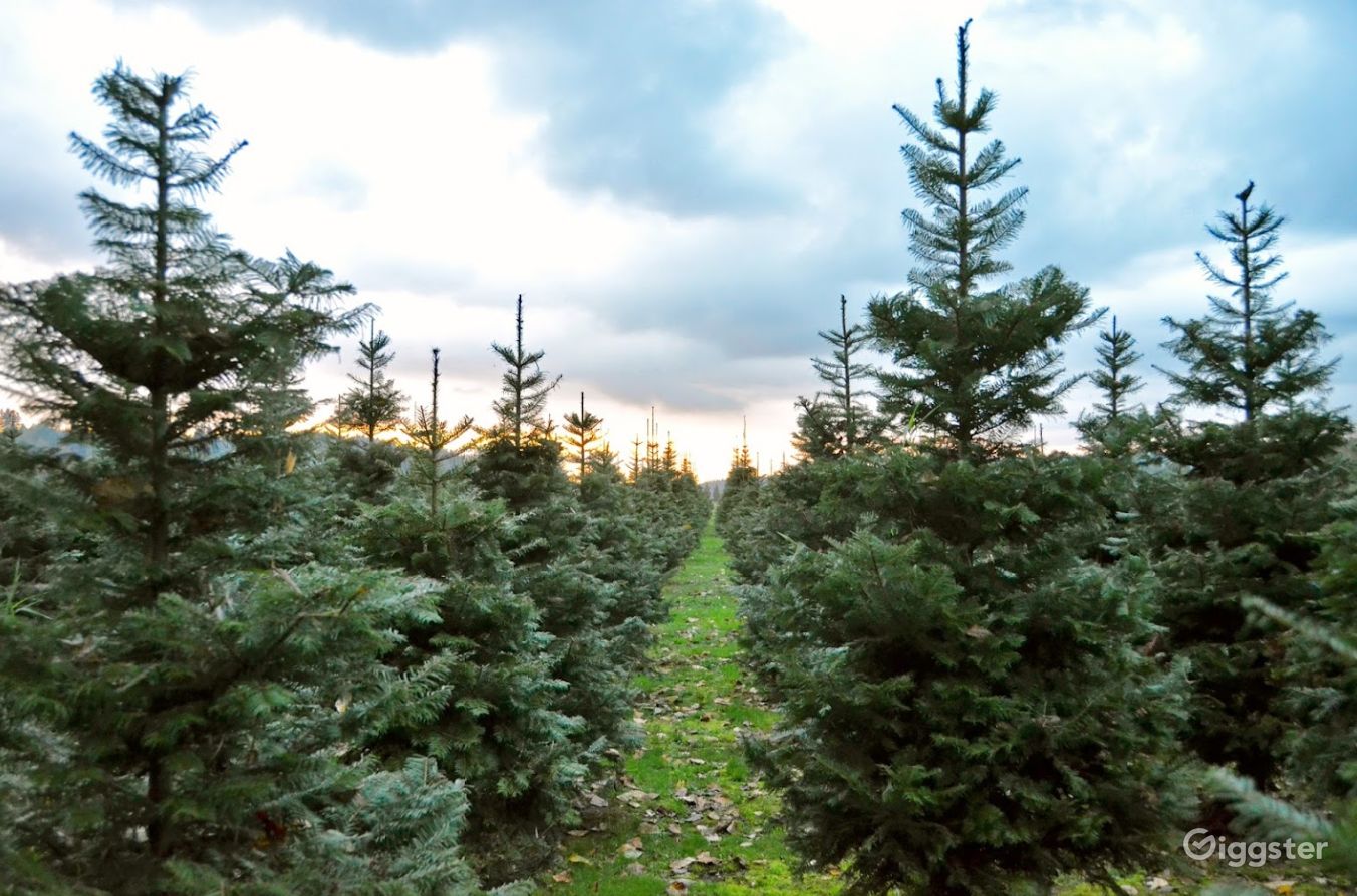 Christmas Tree Farm in Redmond Rent this location on Giggster