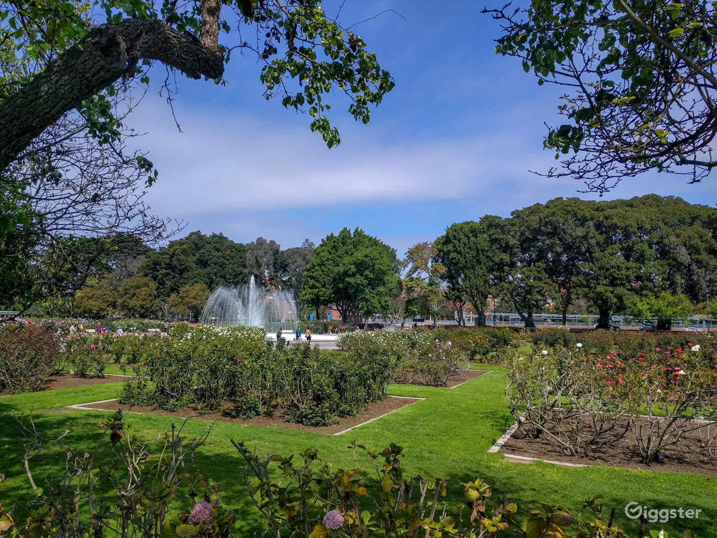 Exposition Park Rose Garden Photo 3