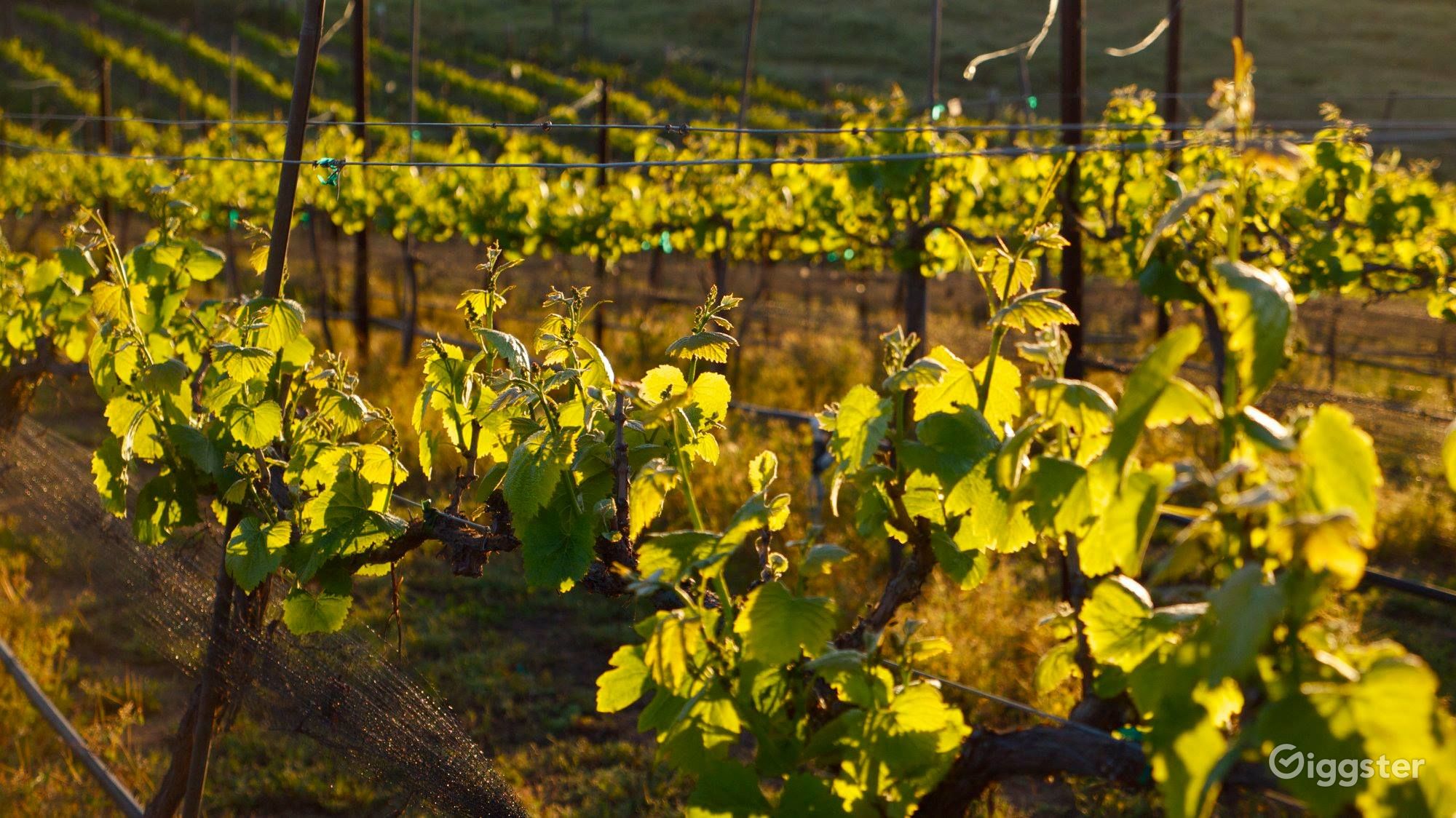 Vineyard and Winery House in Dulzura Rent this location on Giggster