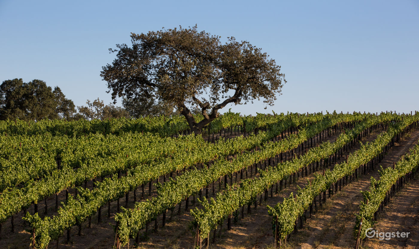 Los Olivos Winery & Vineyards Rent this location on Giggster