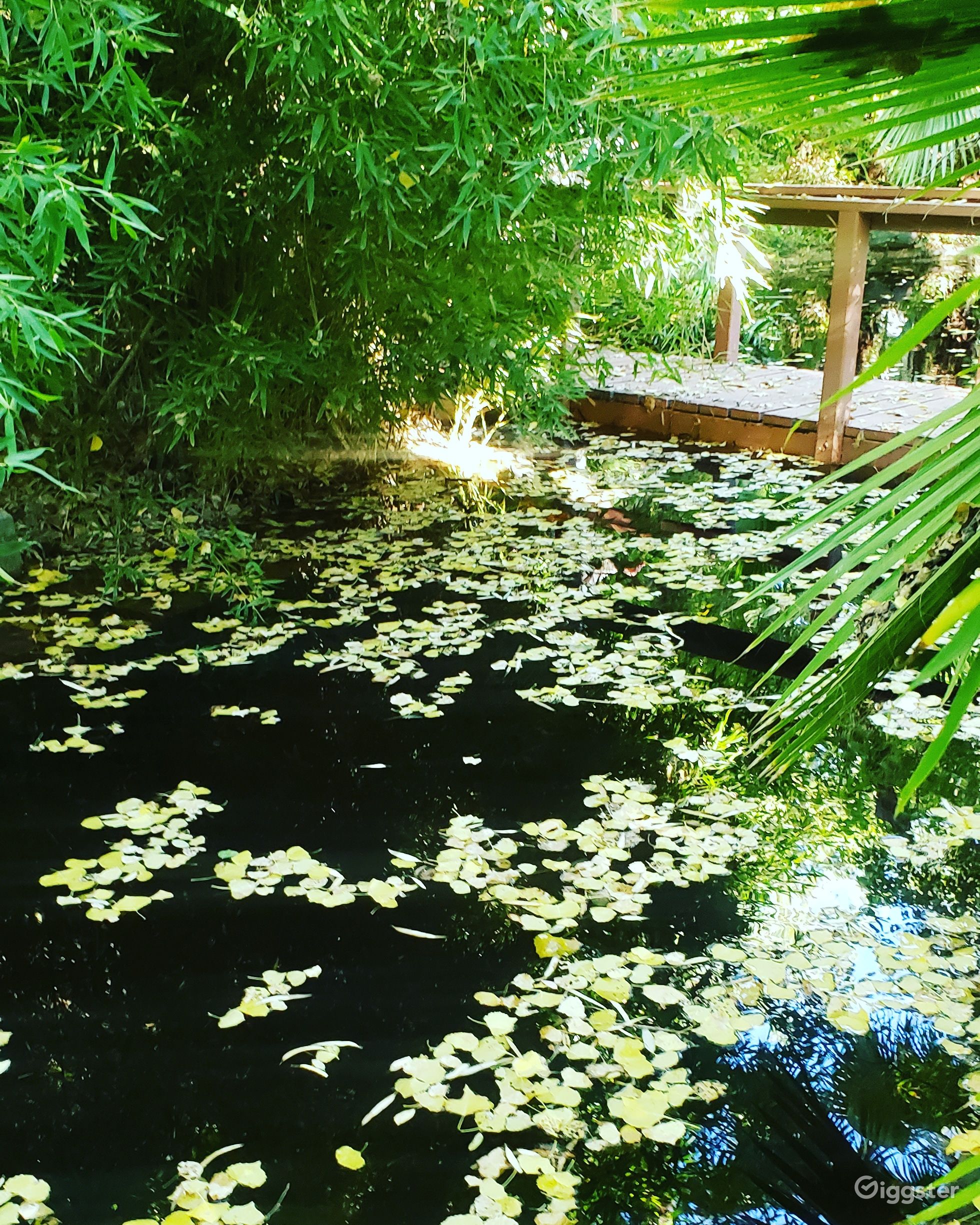 Swollen Legs? This Unexpected Tropical Remedy Works Wonders - 5s44n5m