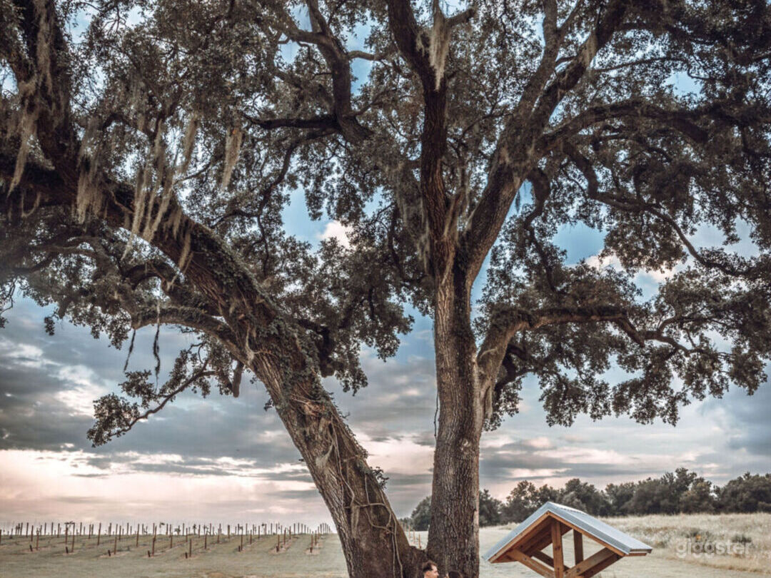 Lakefront Vineyard in the heart of Central Florida Photo 2